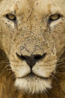 Serengeti95's avatar